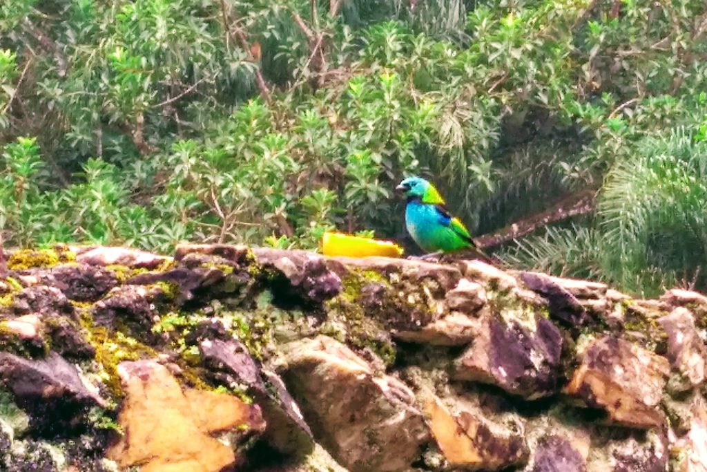Pássaro colorido de cabeça verde e corpo azul e verde pousado numa mureta de pedra diante da mata