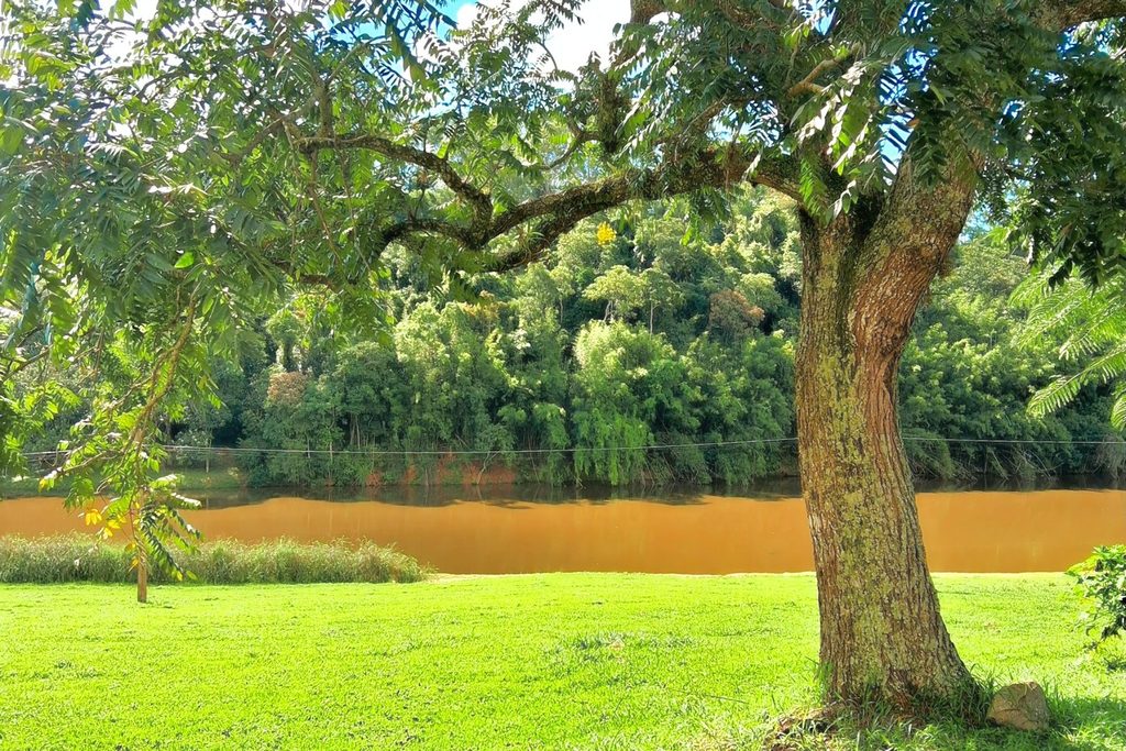 Árvore antiga às margens do rio, no terreno da Fazenda Nossa Senhora da Conceição, em Jundiaí