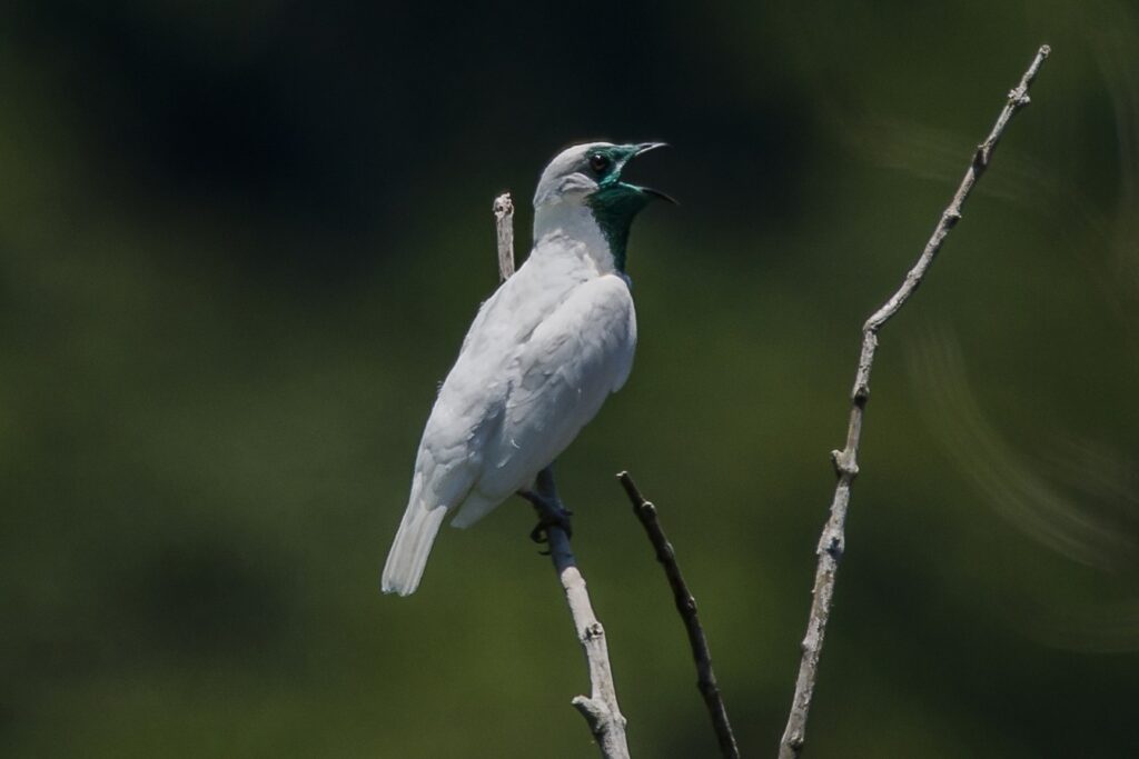 Araponga, ave branca de pescoço verde-azulado, cantando em um galho seco, com fundo verde desfocado