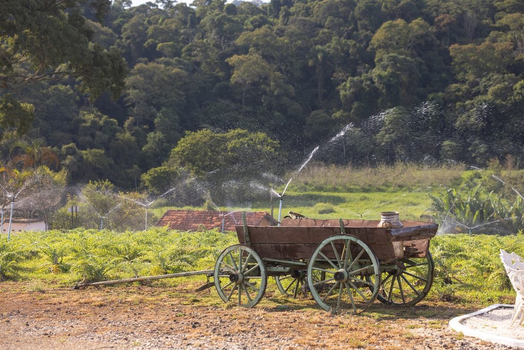 Plantação de alcachofra com uma carroça antiga de madeira em primeiro plano e mata ao fundo, em São Roque