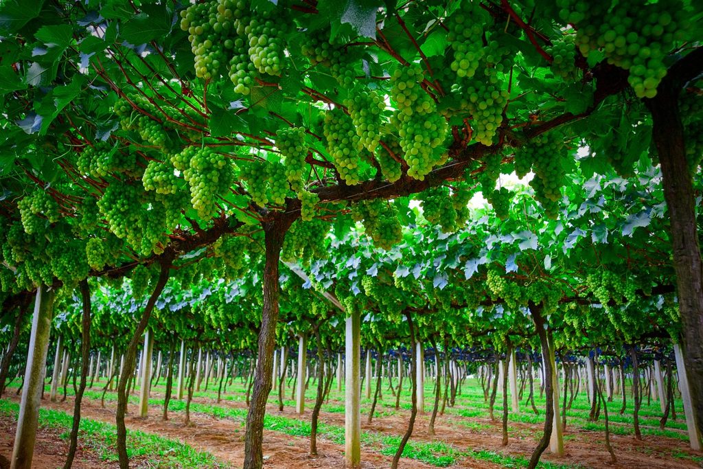 Parreiral com cachos de uva verde pendurados em latada sobre estacas de madeira, no Roteiro do Vinho de São Roque