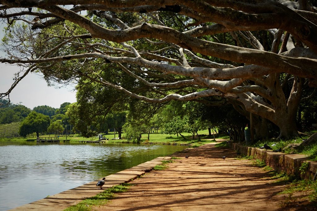 Caminho de terra à beira do lago sob galhos longos de uma figueira enorme no Horto Florestal