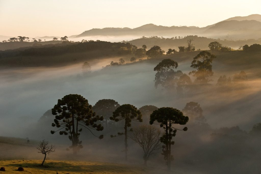 Araucárias e árvores no meio da neblina da manhã, com morros ao fundo, no Parque Nacional da Serra da Bocaina
