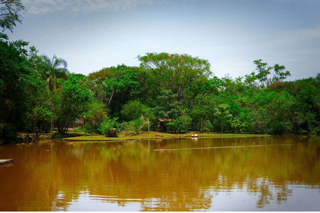 Lago cercado de árvores e mata no Parque Ecológico Eugênio Walter