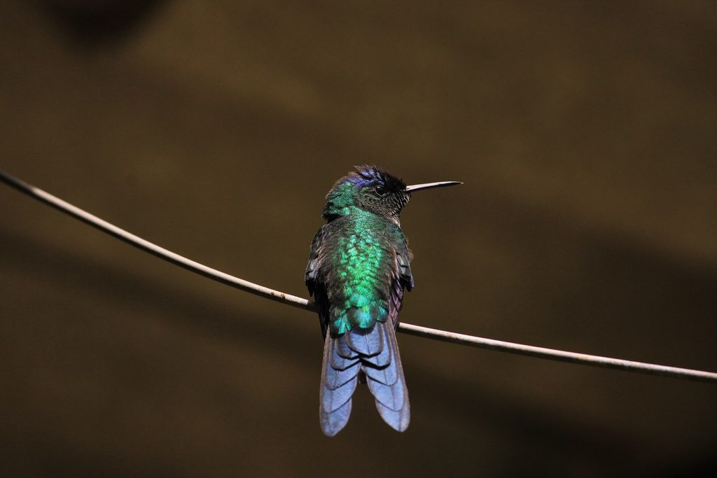 Beija-flor de plumagem verde e azul brilhante pousado num fio fino