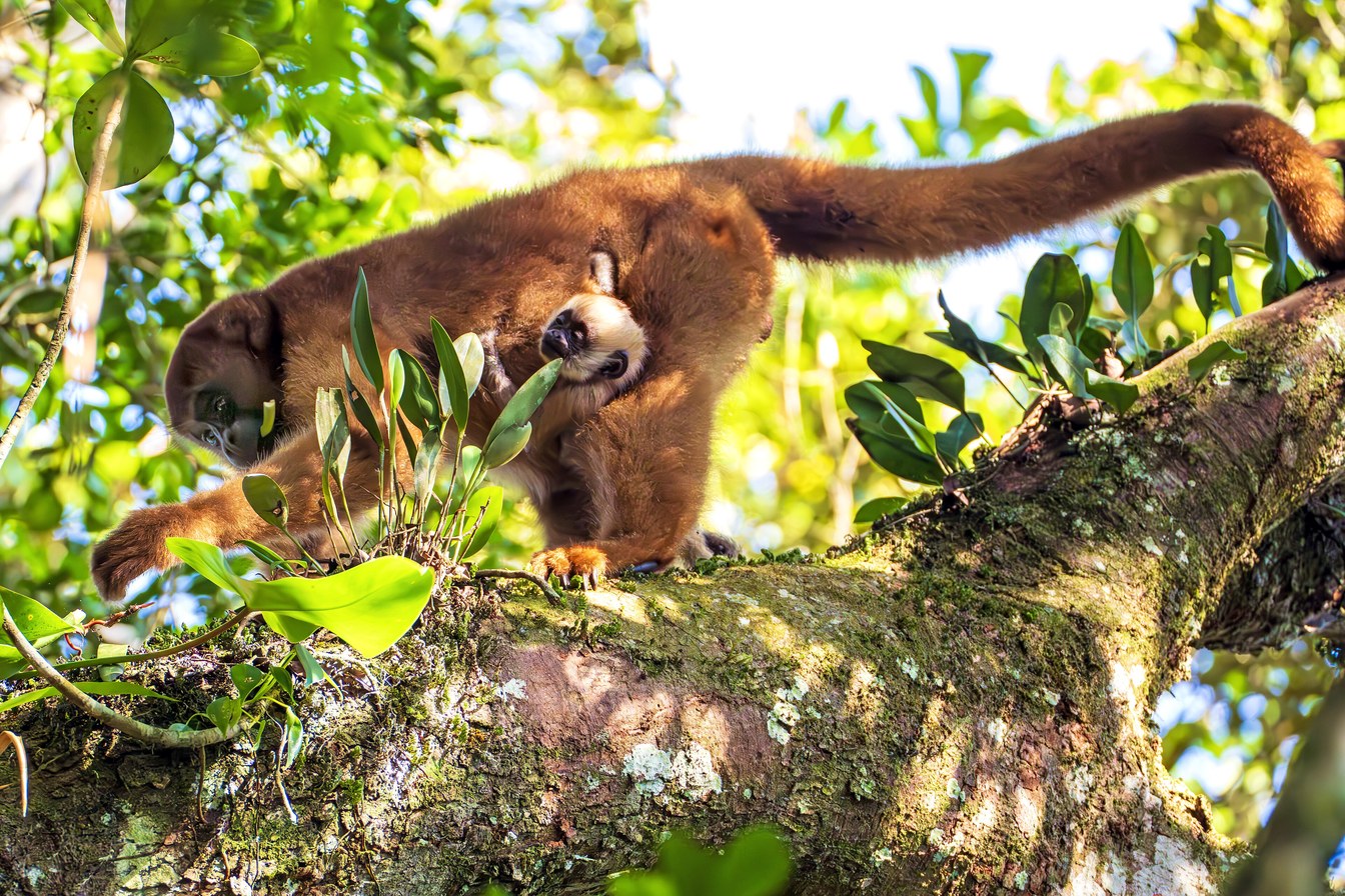 Fêmea de muriqui com o filhote agarrado ao corpo, andando sobre um galho na Mata Atlântica do Parque Carlos Botelho