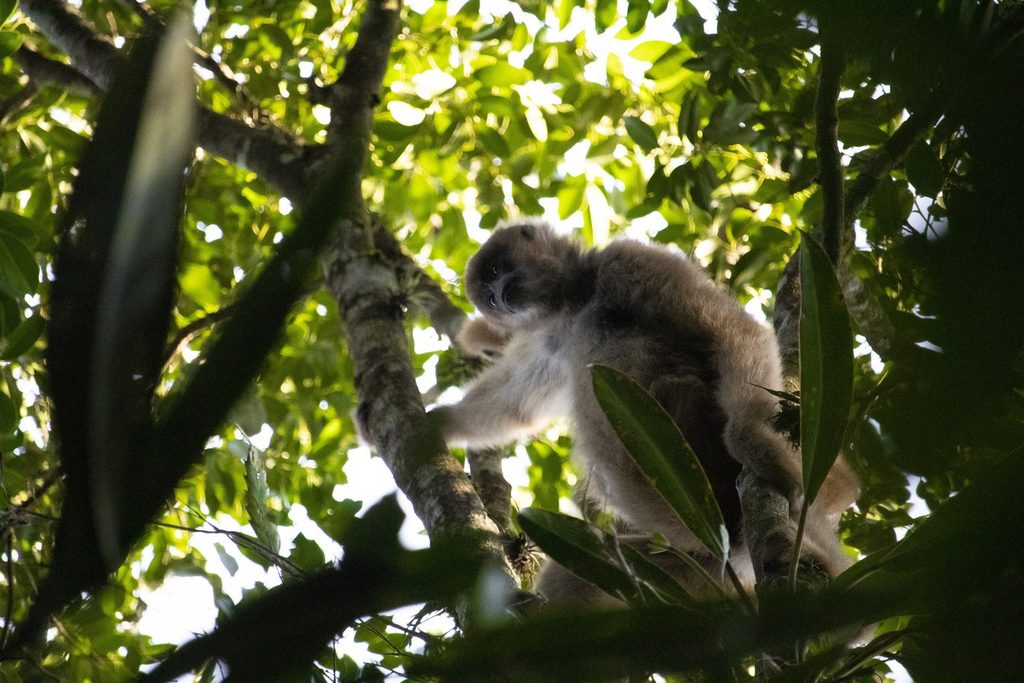 Muriqui-do-sul de pelagem clara no alto de uma árvore, entre folhas, no Parque Carlos Botelho