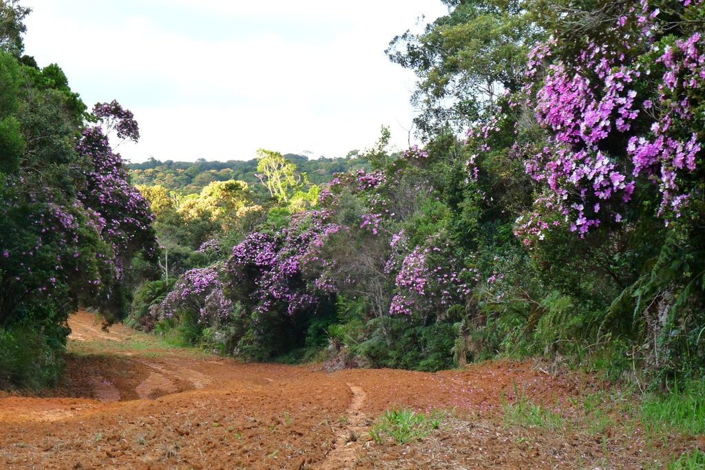 Quaresmeiras floridas de roxo à beira de uma estrada de terra vermelha na borda do parque