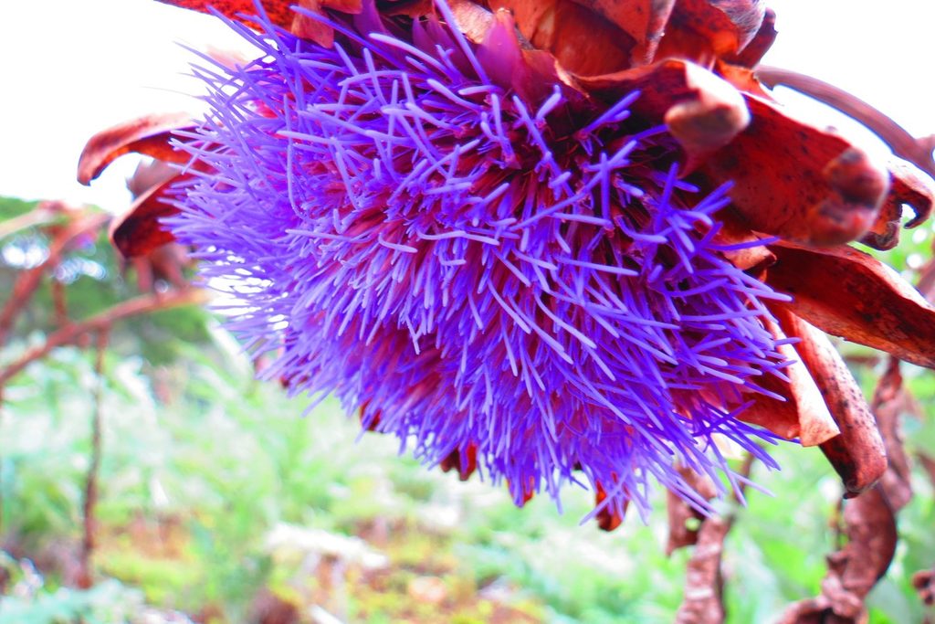 Flor de alcachofra aberta, com pétalas roxas e brácteas avermelhadas, na Festa da Alcachofra de São Roque