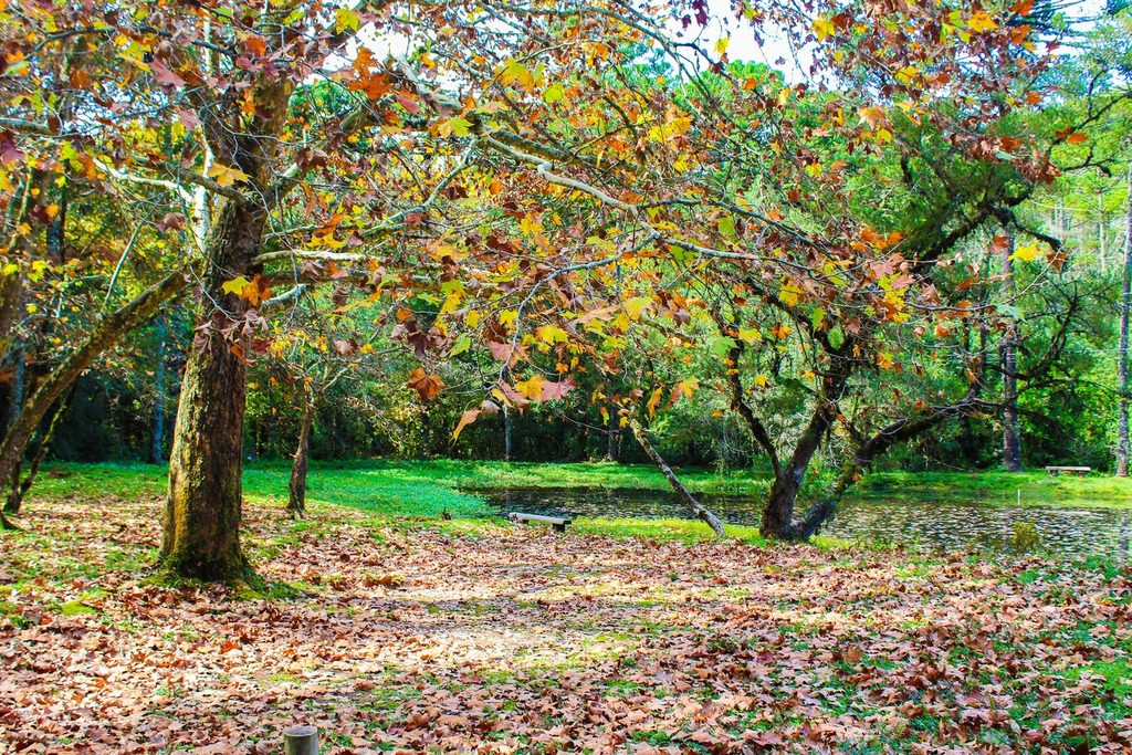 Árvores com folhas amarelas e vermelhas de outono caindo sobre o gramado à beira do lago