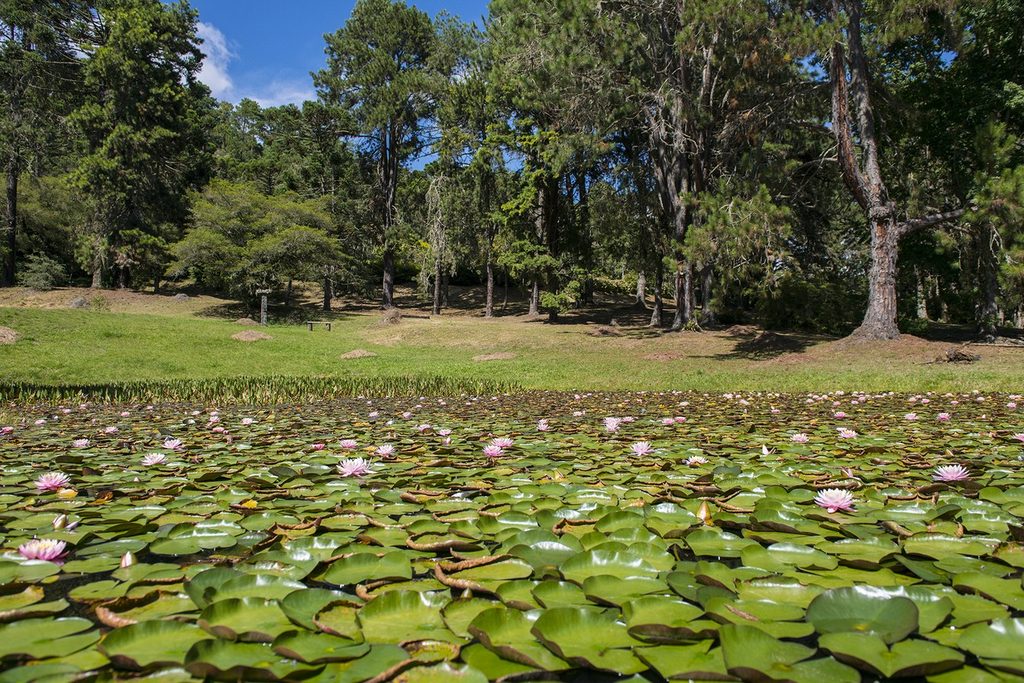Lago coberto de ninfeias com flores cor-de-rosa e pinheiros ao fundo no Horto Florestal de Campos do Jordão