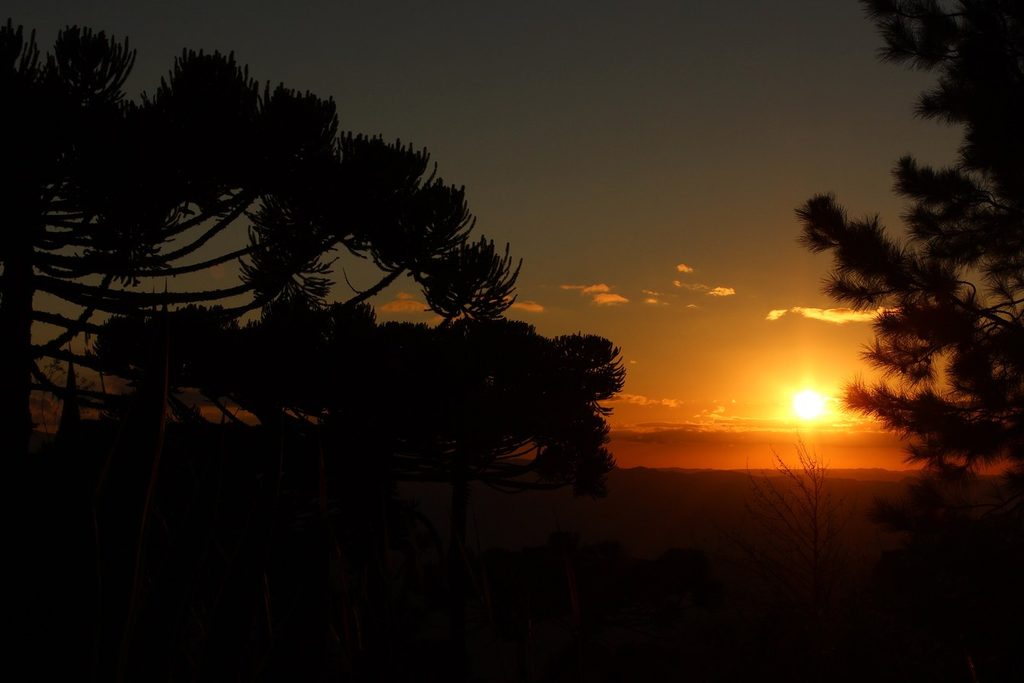 Silhueta de araucárias contra o céu laranja do pôr do sol na serra