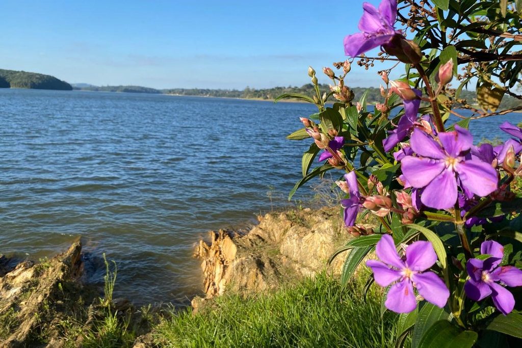 Quaresmeira roxa florida na margem da Represa de Itupararanga, em Ibiúna, com a água azul e morros ao fundo