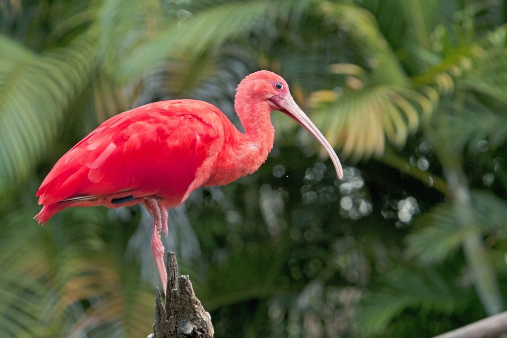 Guará de penas vermelho-vivas pousado num tronco, com folhagem verde ao fundo
