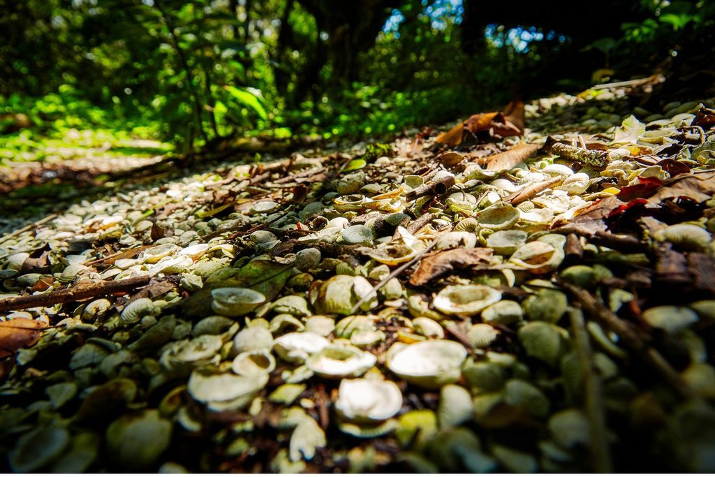 Monte de conchas antigas no chão da mata, no Sambaqui do Nóbrega