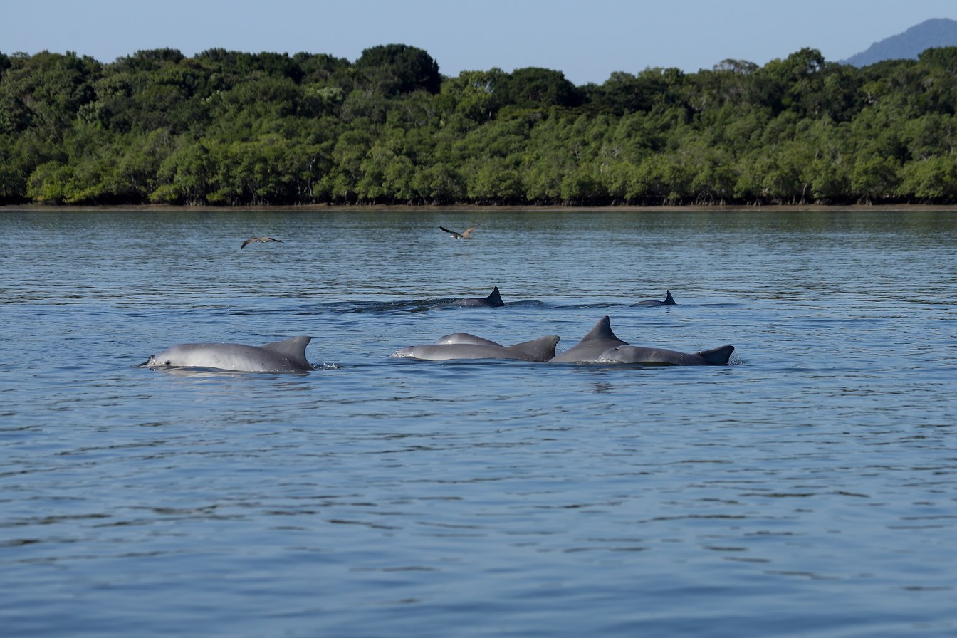 Grupo de botos-cinza nadando na água calma do canal, com o mangue da Ilha do Cardoso ao fundo
