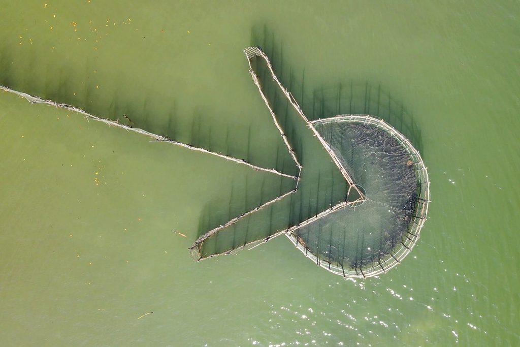 Vista aérea de um cerco-fixo, armadilha de pesca feita de varas em forma de seta e círculo, na água esverdeada