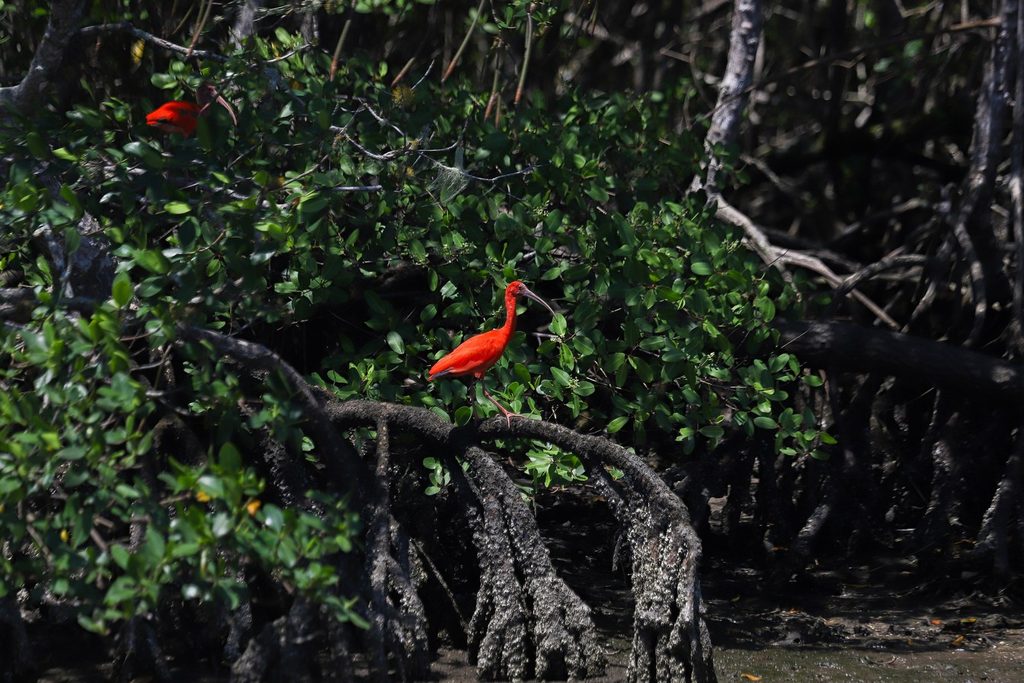 Guarás de penas vermelhas pousados nos galhos do mangue da Ilha do Cardoso