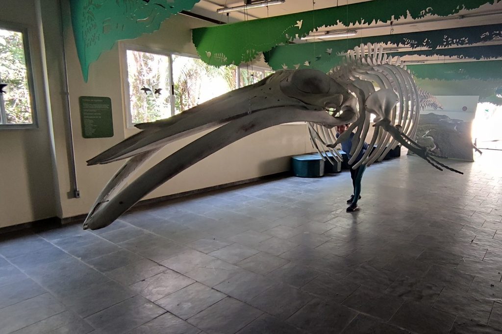 Esqueleto completo de um grande animal marinho pendurado no salão do museu da Ilha do Cardoso