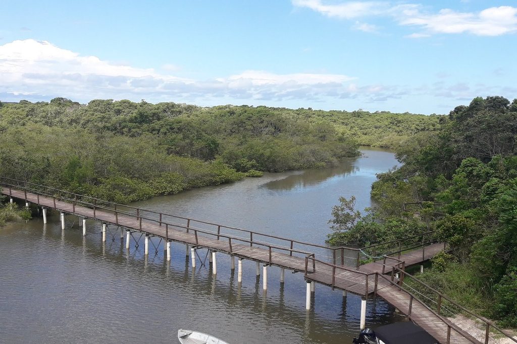 Passarela de madeira suspensa atravessando um rio no meio do mangue da Ilha do Cardoso