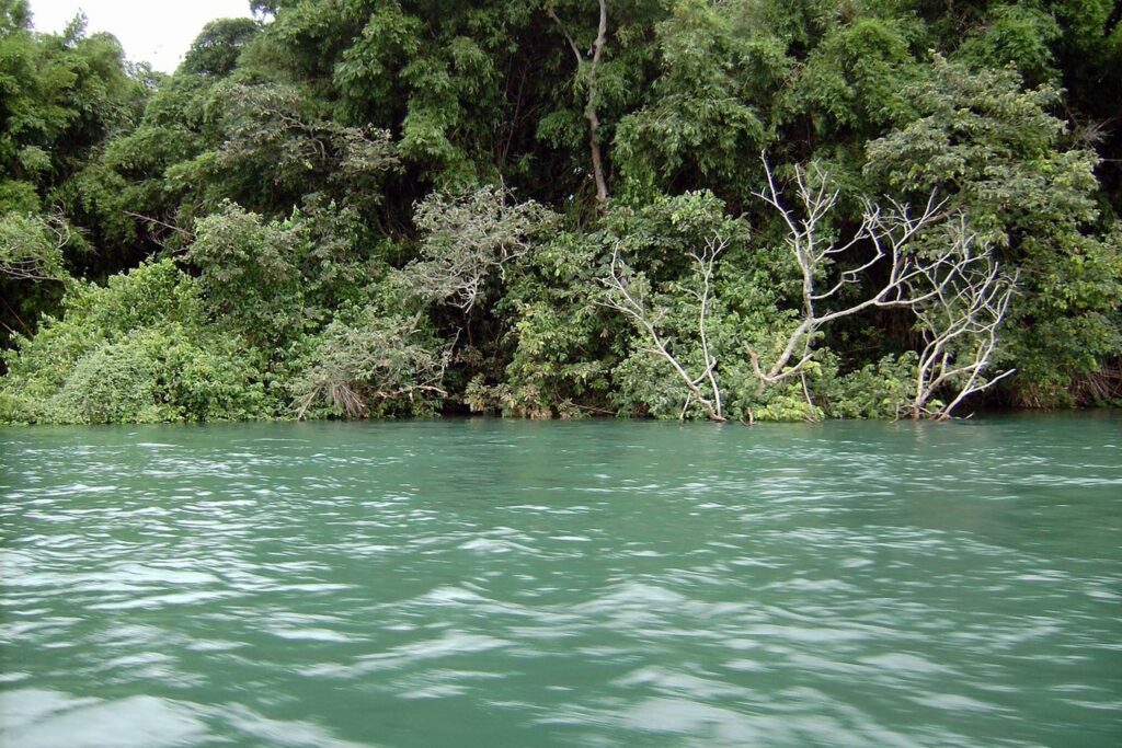 Água verde do Rio Paraná correndo junto a uma margem de mata fechada, em Ilha Solteira