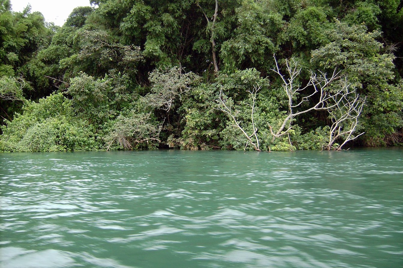 Água verde do Rio Paraná correndo junto a uma margem de mata fechada, em Ilha Solteira