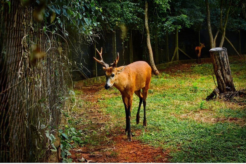 Cervo com galhada caminhando no gramado do Centro de Conservação da Fauna Silvestre de Ilha Solteira