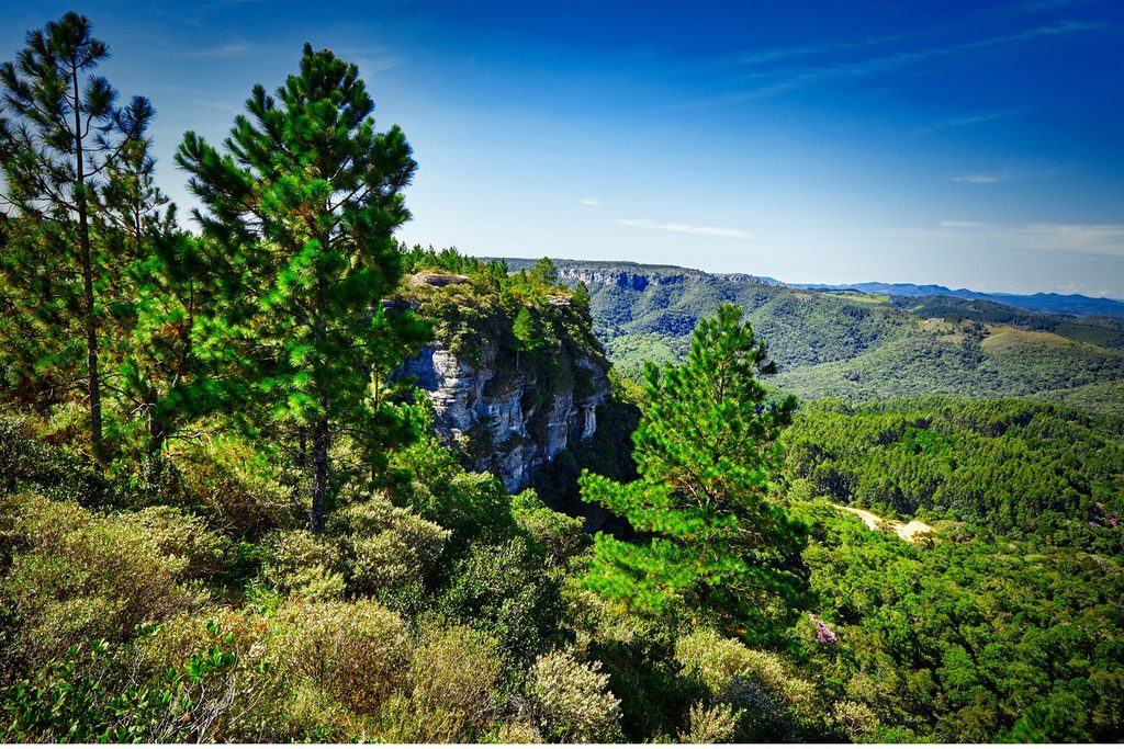 Paredão de pedra e pinheiros na Serra da Lumber, com morros verdes ao fundo