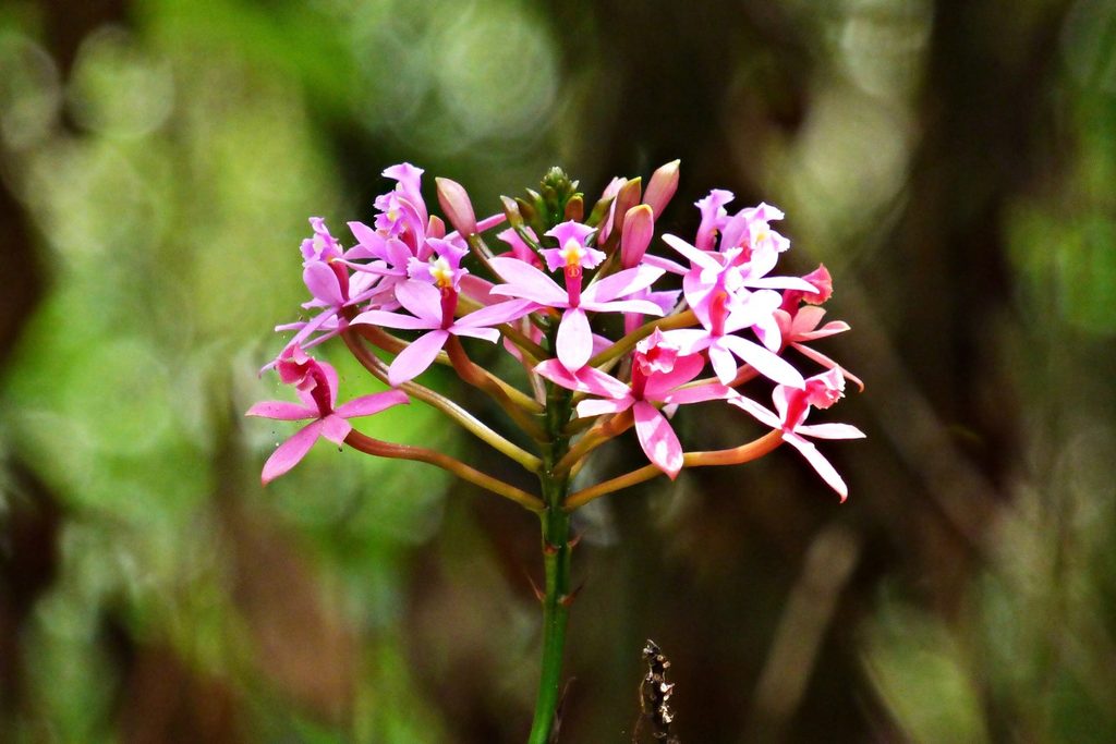 Orquídea nativa com flores cor-de-rosa em cacho na ponta de uma haste fina, com a mata desfocada ao fundo