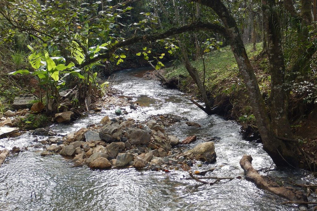 Riacho de água clara correndo entre pedras e árvores de troncos finos dentro da mata, na Serra do Japi