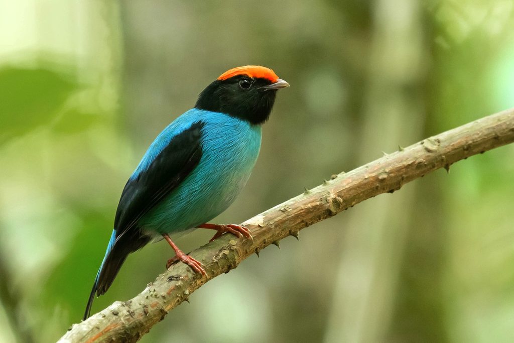 Pássaro tangará de corpo azul, cabeça preta e topete vermelho pousado num galho na mata