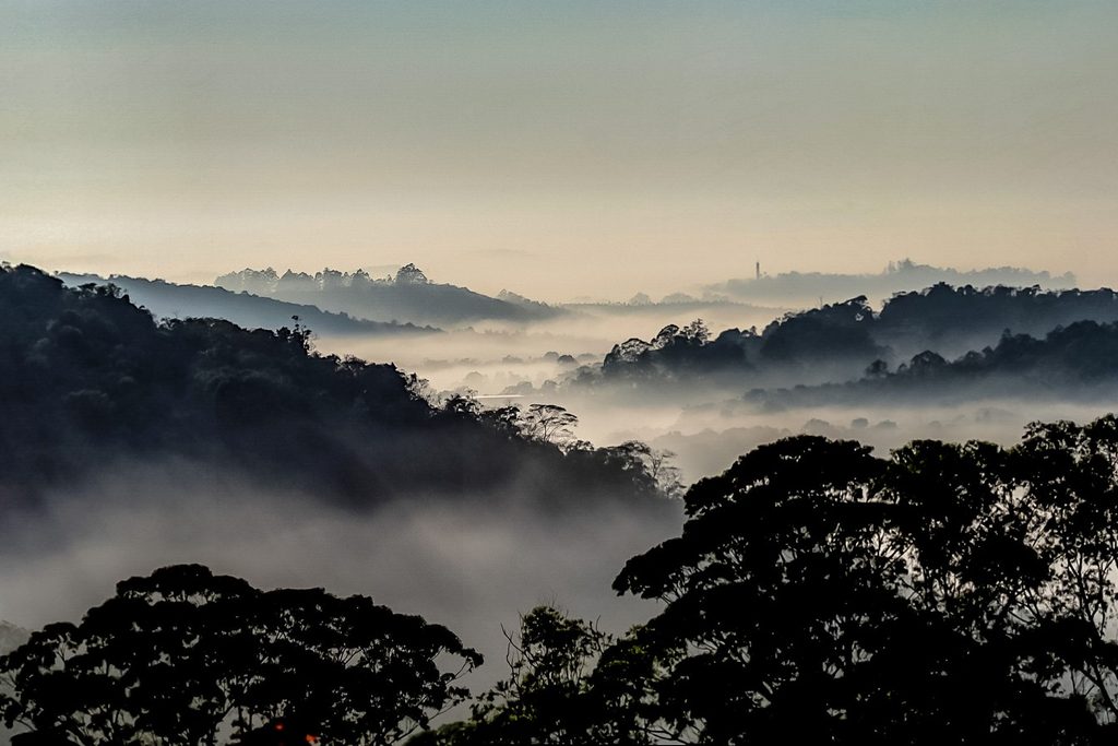 Neblina cobrindo os vales entre morros de mata fechada na Serra do Japi, com árvores escuras em primeiro plano