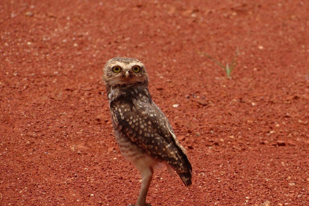 Coruja pequena de olhos amarelos parada sobre a terra vermelha, olhando para a câmera