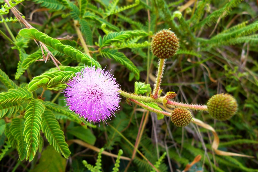 Flor lilás em forma de pompom de uma dormideira, com folhas recortadas, no Parque do Juquery