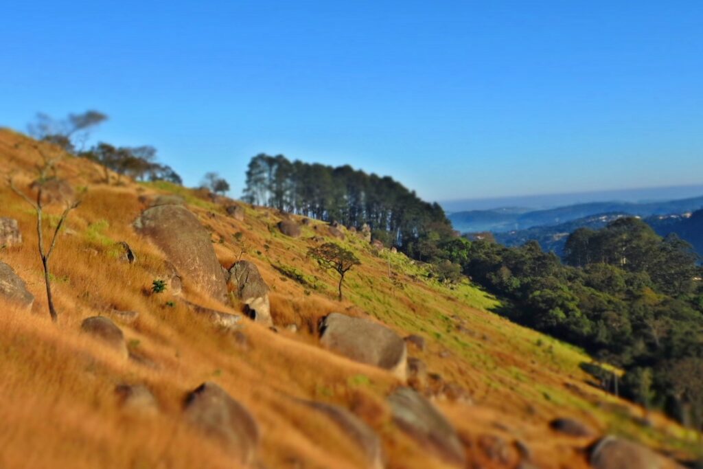 Encosta de capim dourado com pedras no Pico do Olho d'Água, em Mairiporã, com a mata e a serra ao fundo
