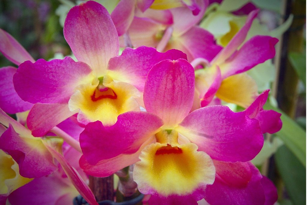 Orquídeas cor-de-rosa com miolo amarelo em close, cultivadas no Orquidário Oriental