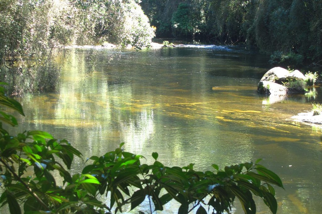 Rio de águas calmas e esverdeadas entre margens de mata atlântica fechada, no Parque das Neblinas