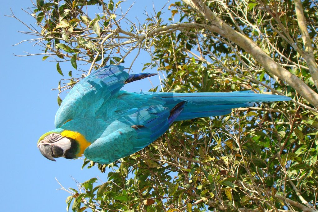 Arara-canindé azul e amarela de asas abertas entre os galhos, no Morro do Diabo