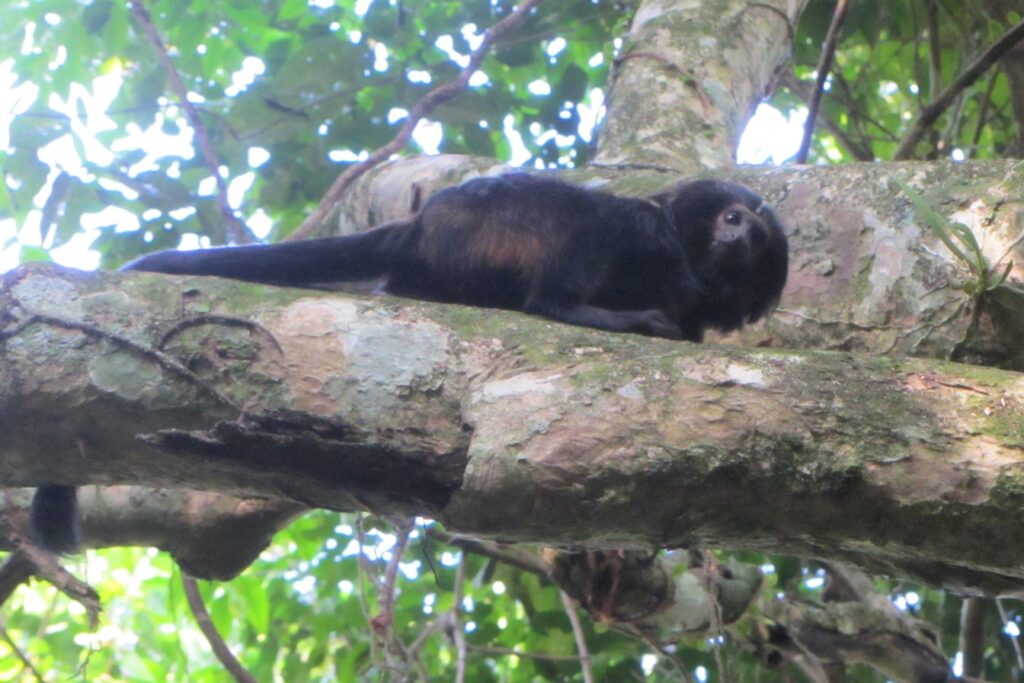Mico-leão-preto, símbolo do Morro do Diabo, deitado num galho de árvore na Mata Atlântica