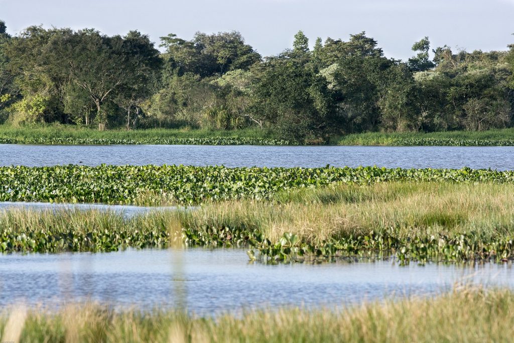 Rio largo de águas calmas com plantas aquáticas e mata nas margens