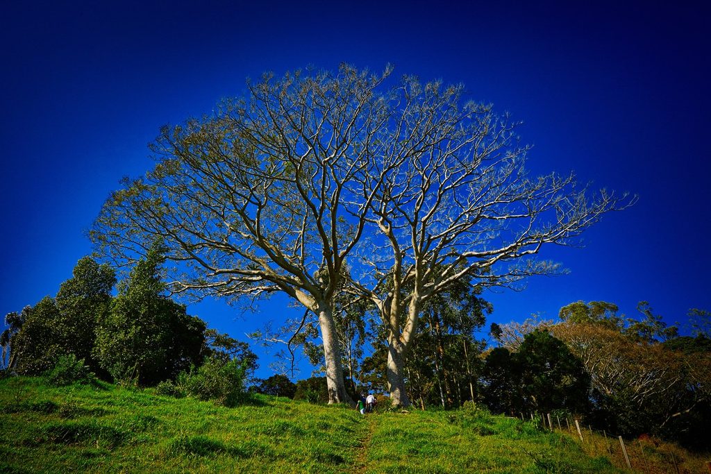 Duas grandes árvores sem folhas formando um portal sobre o morro gramado do Portal Saladin, em Pardinho SP