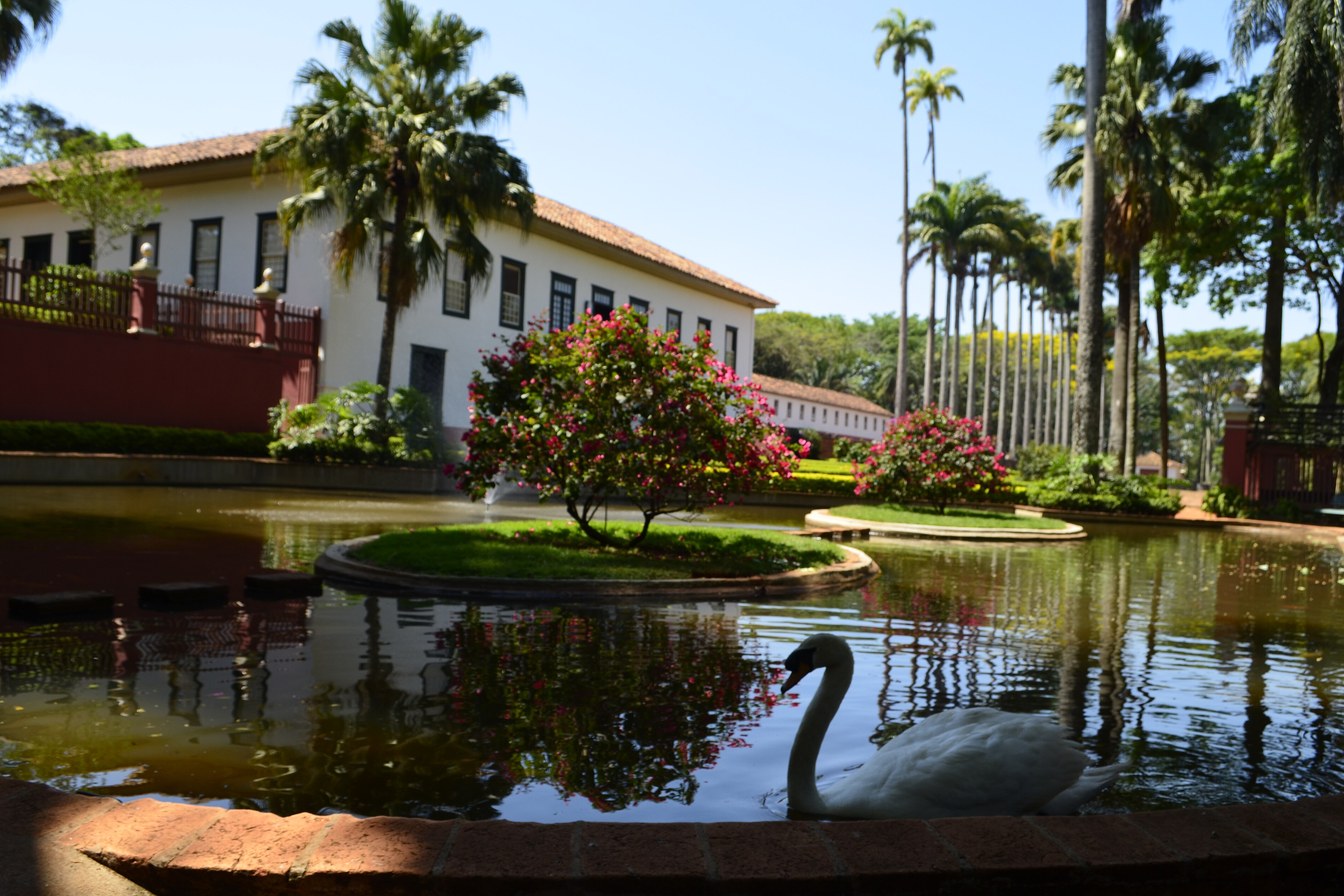 Casa-sede branca da Fazenda do Pinhal, em São Carlos, vista do lago com cisne, canteiro florido e palmeiras imperiais