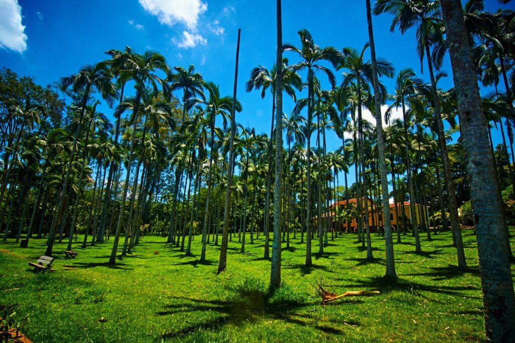 Bosque de palmeiras altas e finas sobre gramado verde, com um casarão ao fundo, na Floresta Estadual de Rio Claro
