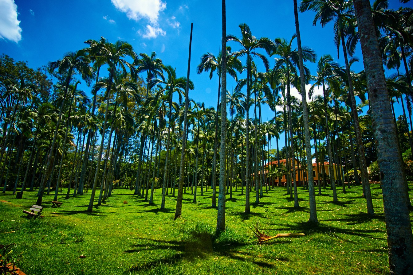 Bosque de palmeiras altas e finas sobre gramado verde, com um casarão ao fundo, na Floresta Estadual de Rio Claro