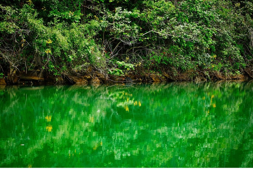 Água verde e transparente do Lago de Jaguara refletindo a mata da margem