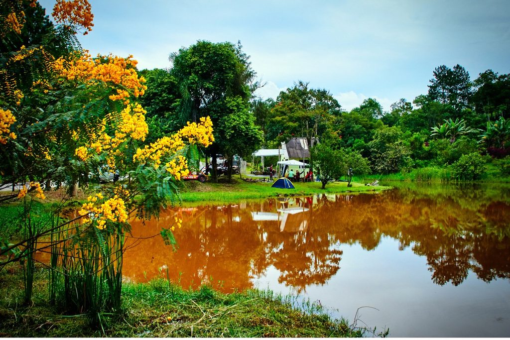 Lago na zona rural refletindo árvores e um ipê amarelo florido, com barracas de camping na margem