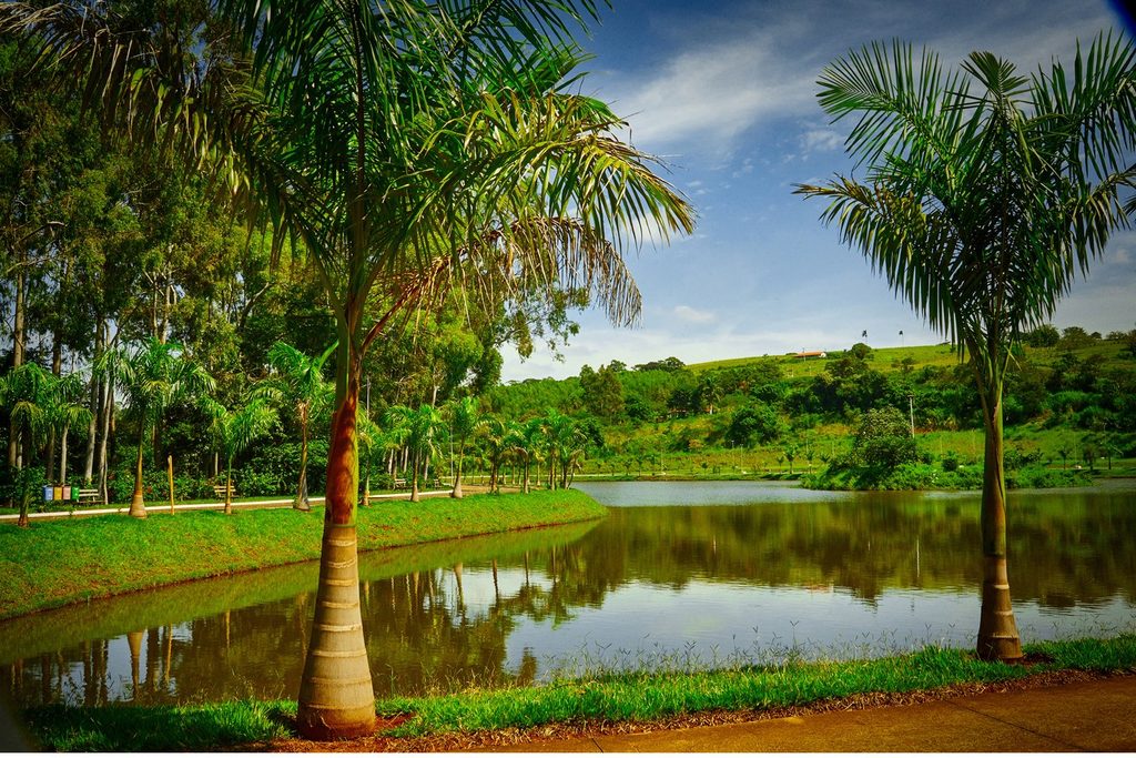 Lago com palmeiras e gramado no Parque Ecológico José Jorge Felício