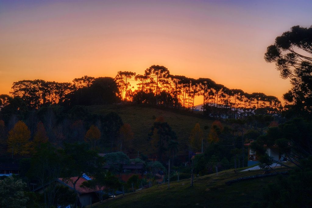 Pôr do sol alaranjado atrás de uma fileira de araucárias no alto de um morro, com casas na encosta