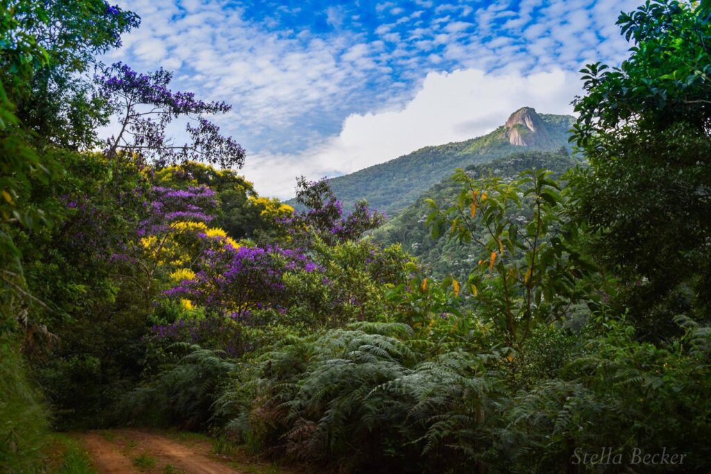 Estrada de terra entre mata e árvores de flores roxas e amarelas, com o pico do Queixo d'Anta ao fundo, em São Francisco Xavier