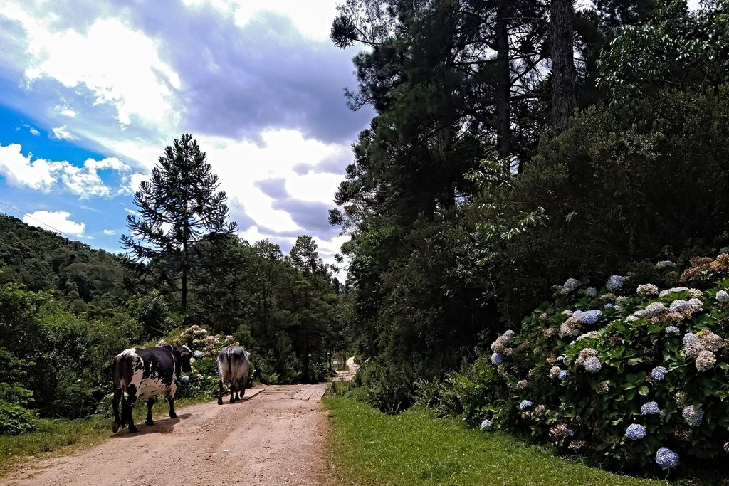Estrada de terra com duas vacas, hortênsias azuis e pinheiros, no caminho para o Mirante da Pedra de São Francisco